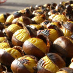 Debellato il parassita Dryocosmus kuriphilus, i produttori di castagne possono festeggiare