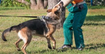 Torino: addestratore morto per un malore, aggredito dal cane solo dopo il decesso