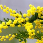 8 marzo giornata internazionale della donna
